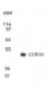 CCR10 / GPR2 Antibody (aa350-362)